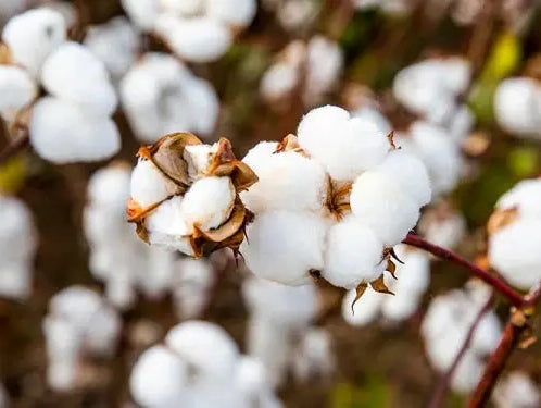 I Diversi Tipi di Cotone: Qualità, Sostenibilità e Comfort per la Tua Casa