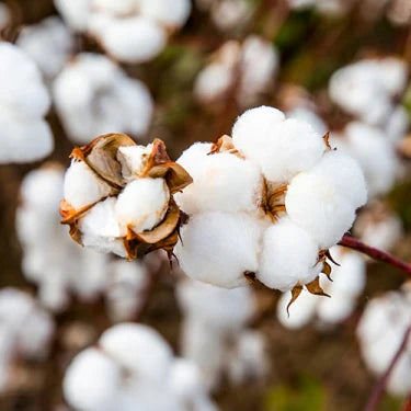 I Diversi Tipi di Cotone: Qualità, Sostenibilità e Comfort per la Tua Casa