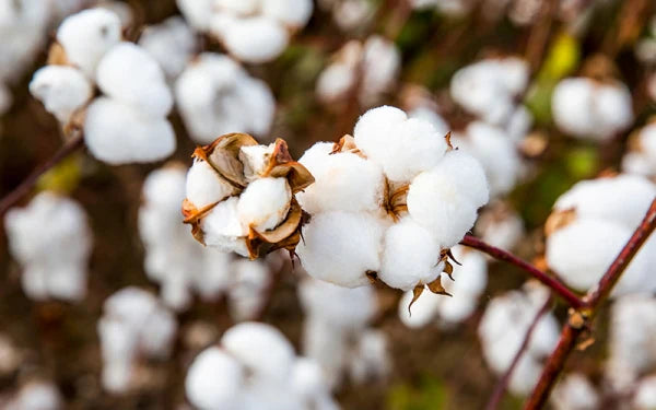 I Diversi Tipi di Cotone: Qualità, Sostenibilità e Comfort per la Tua Casa